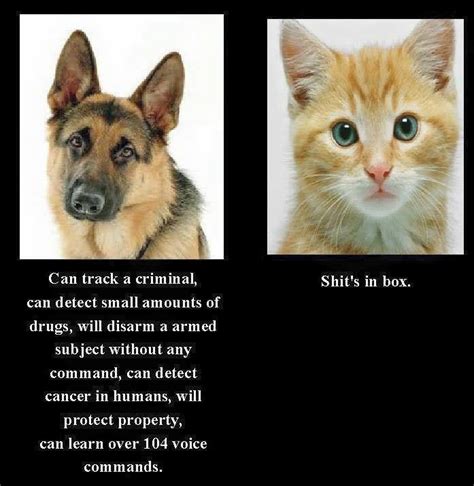 Dog vs. Cat : r/funny