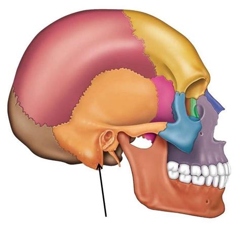 Skull lateral landmarks Diagram | Quizlet