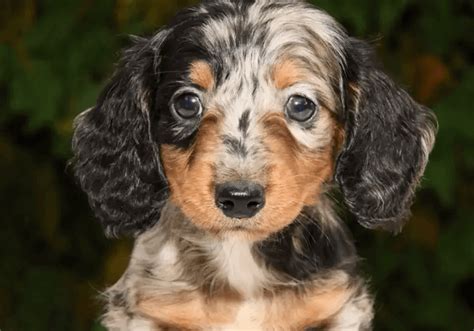 Dachshund Puppies for Sale in USA | Central Park Puppies