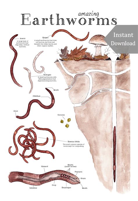 DIGITAL 12 x 18 Poster Download - Amazing Earthworms - Printable ...