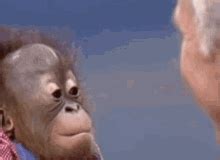 Monkey Saucelessss GIF - Monkey Saucelessss Soheb - Discover & Share GIFs