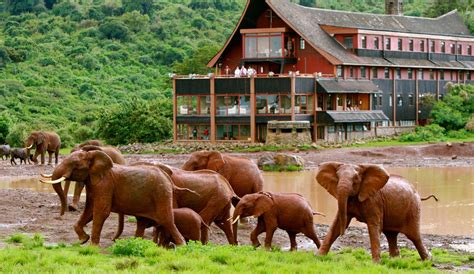 Tree Hotel - Samburu - Mount Kenya/Laikipia Circuit | Lets Go Travel