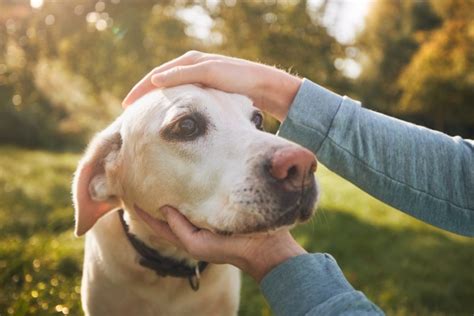 Dry Eye in Dogs: Symptoms, Causes, and Treatment - Dr. Buzby's ToeGrips ...