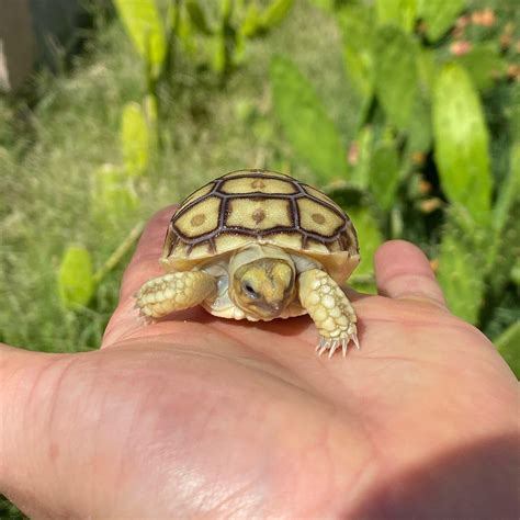 Baby Sulcata Tortoise – David's Jungle