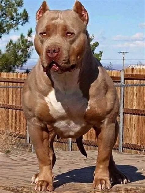 Muscular Pit Bull Dog