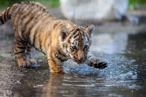 Cub playing in water – By nature, tiger cubs are playful and rather ...