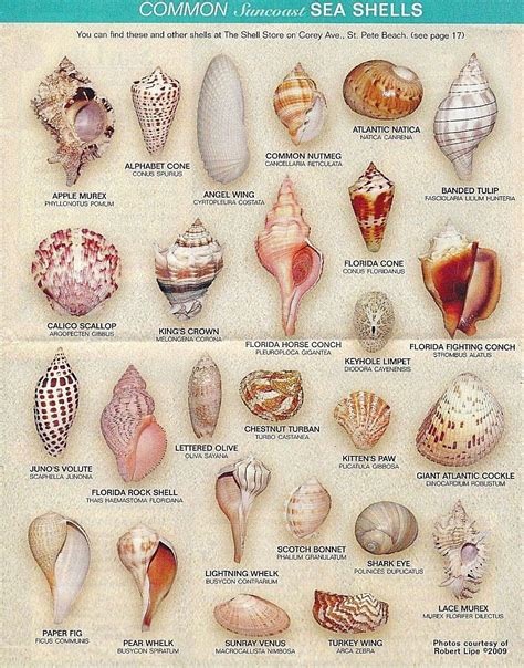 Seashell Art, Seashell Crafts, Shells And Sand, Sea Shells, Beach Art ...