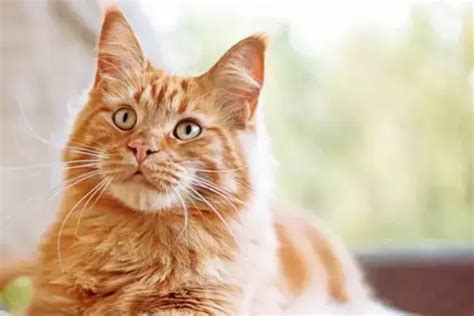 A Comprehensive Overview of Ginger Cat Breeds - Cat Breed Guide