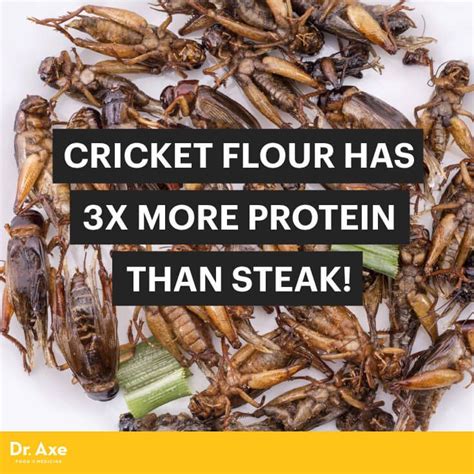 Cricket Flour Nutrition Facts, Benefits vs. Risks - Dr. Axe | Cricket ...