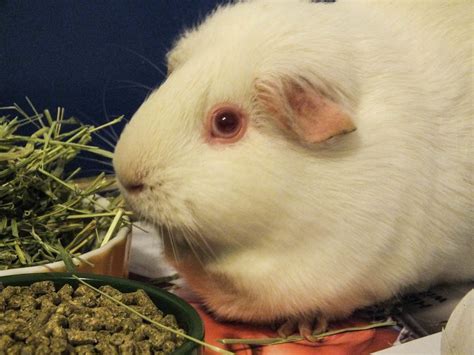 Guinea Pigs' Cavy Club Tips & Pics: Breeds and Varieties of Guinea Pigs ...