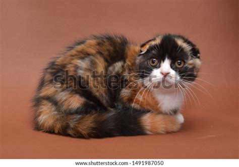 Scottish Fold Pure Breed Kitten Calico Stock Photo 1491987050 ...