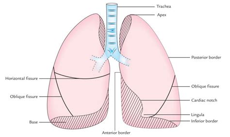 Surface Markings of Lungs – Earth's Lab