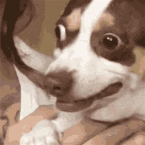 Dog Surprised GIF – Dog Surprised No – GIFs entdecken und teilen