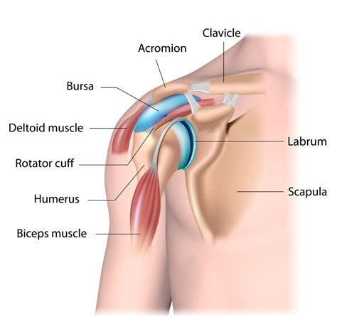 Shoulder Anatomy | Shoulder Injury | Van Nuys, Westlake Village, Los ...