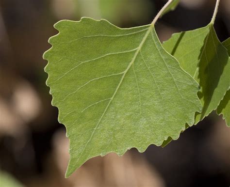 Fremont Cottonwood Leaf, Populus fremontii, Cottonwood Spring, Joshua ...