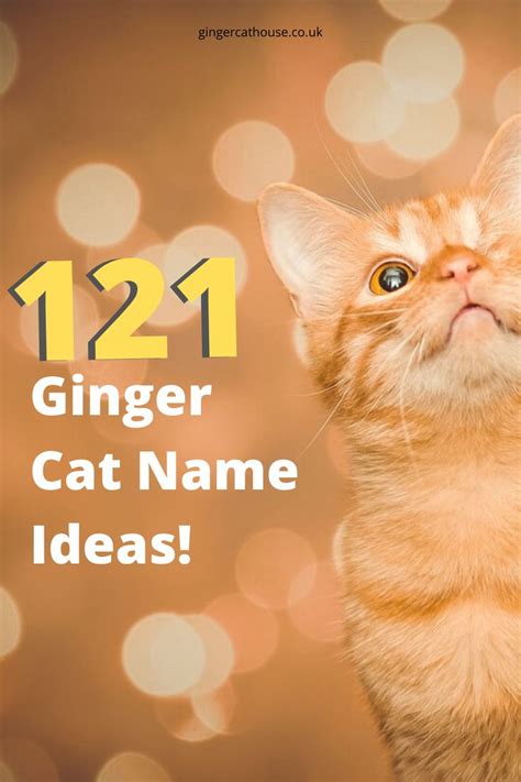 121 Ginger cat names - name ideas for orange cats! | Ginger cat names ...