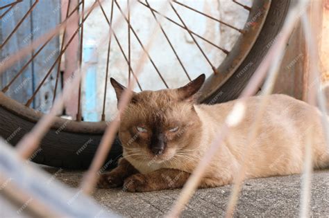 Premium Photo | Angry cat with unhappy close up