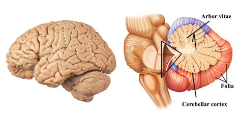 Cerebellum Diagram | Quizlet