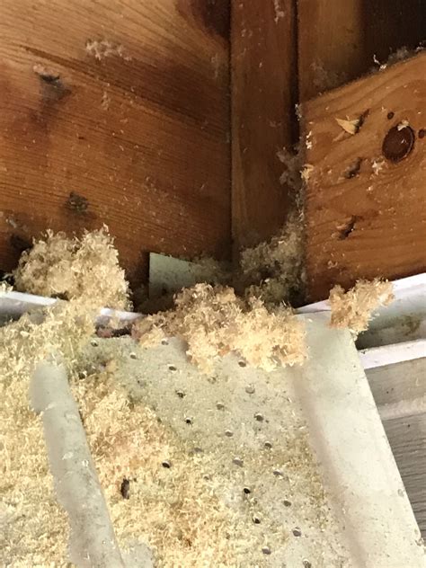 Carpenter ants nest | Carpenter ant, Ant control, Ants