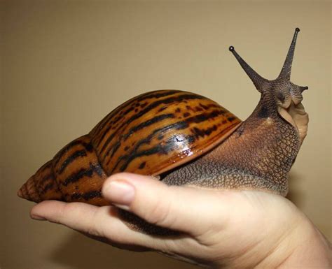 Snail Pet Breeds at Lonnie Bryant blog