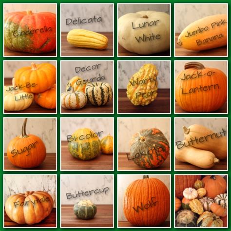 Pin by Michelle DuBord on Gardening | Pumpkin squash, Squash varieties ...