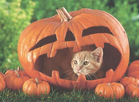 Cute Cat Halloween Wallpaper (65+ images)