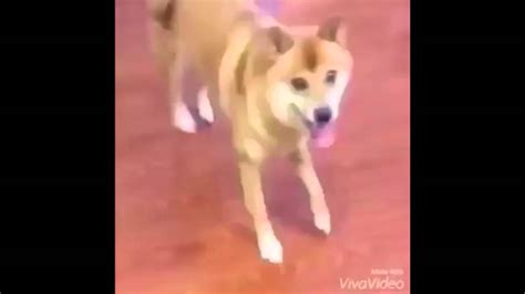 Dancing Dog Meme – Doge Dance Meme Gif – Silentkiller Wallpaper – Movie ...