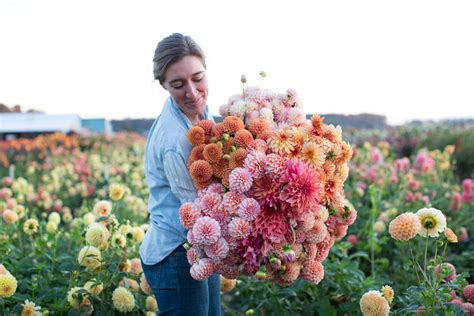 Floret's Favorite Dahlia Varieties - Floret Flowers