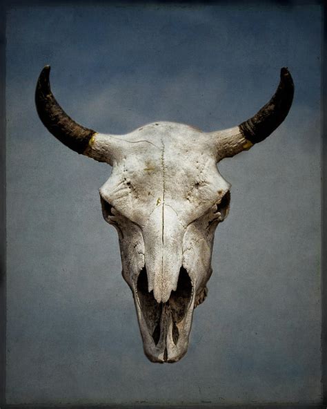 American Buffalo Skull Photograph by Tony Bruguiere - Fine Art America