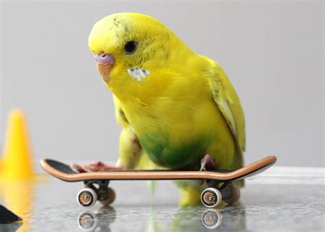 Funny Budgies Nice Pictures 2012 | Funny Images Show