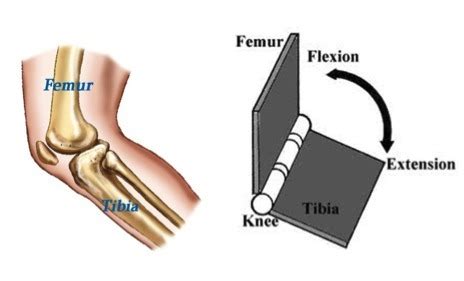 Example Of Hinge Joint