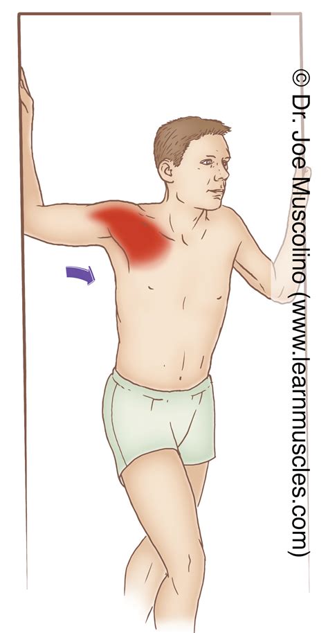 Pectorals Major (Sternocostal Head) Stretching - Learn Muscles