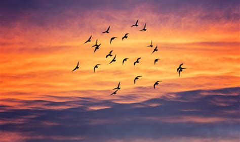 Bird Flying Sunset Images – Browse 1,025 Stock Photos, Vectors, and ...