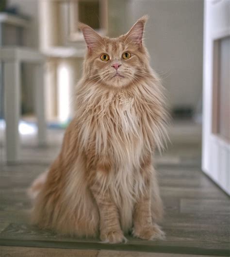 Maine Coon Cat Size: How Big Do Maine Coons Get?