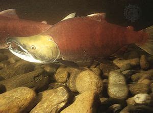 Kokanee | fish | Britannica