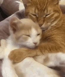 Cute Cat Hug Gif | Morsodifame Blog