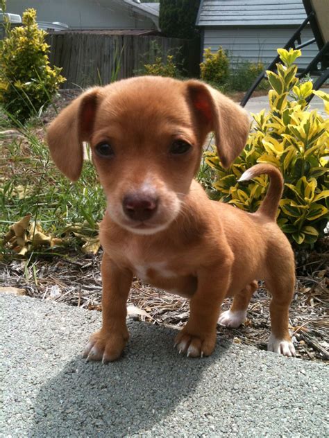 Chihuahua Dachshund Mix Tan - Pets Lovers