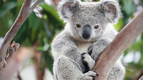 What Humans, Bees And Koala Bears Have In Common Is Due To Climate ...