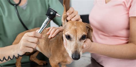 My Dog Keeps Shaking Their Head: Should I Be Worried? - The Vets