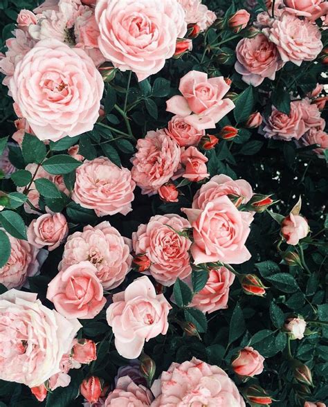 Aesthetic rose wallpaper!💐 | Pink flowers wallpaper, Pink wallpaper ...