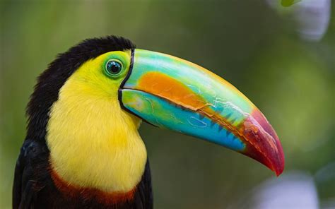 Wallpaper Toucan, big beak, colorful, head, eye 2880x1800 Picture, Image