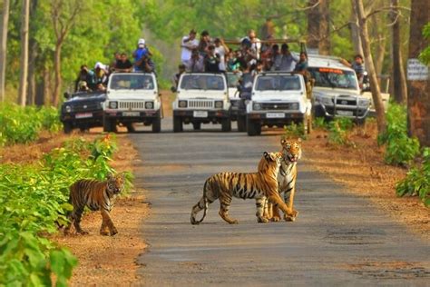 Sariska National Park: The Lush Abode Of Royal Bengal Tigers