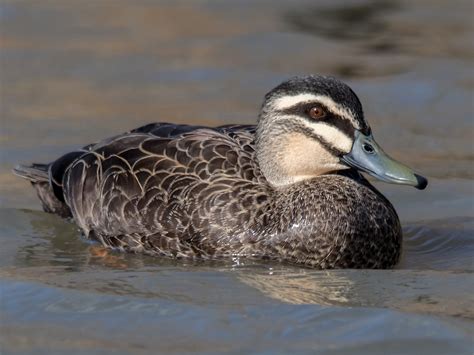 Pacific Black Duck - eBird