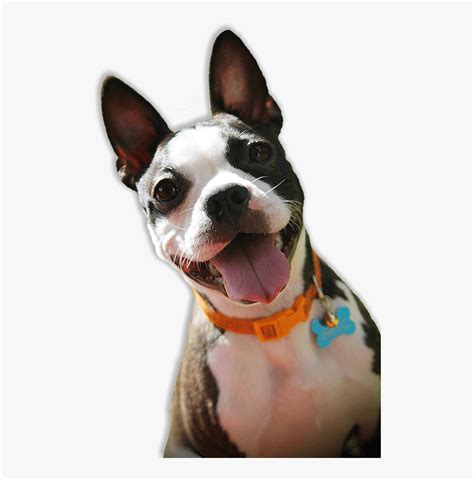 Boston Terrier Rescue Florida, HD Png Download - kindpng