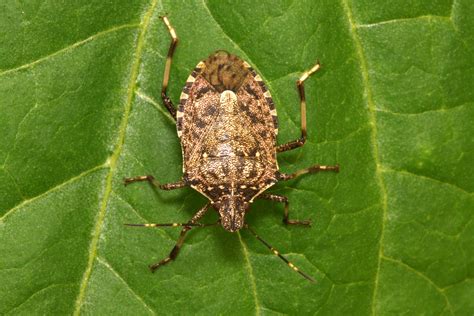 Brown stink bugs pose a threat to the UK - Amateur Gardening