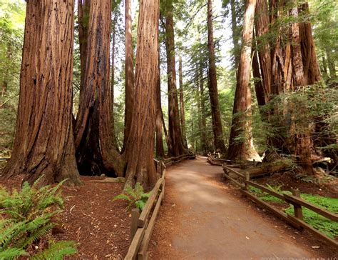 Walking among the California Redwood Trees... I loved going here ...