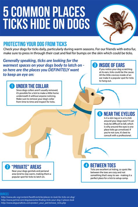 Learn more about tick and flea prevention for dogs... | Ticks on dogs ...