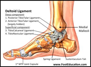 Ligaments of the Foot and Ankle Overview - FootEducation