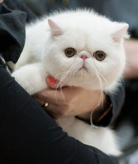 exotic shorthair cat2 All Cat Breeds, Kitten Breeds, Cute Cats And ...