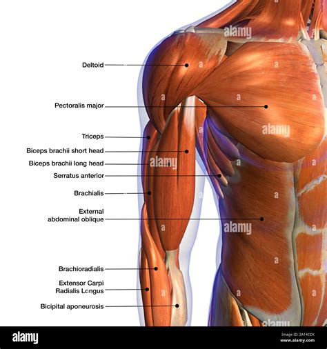 Labeled anatomy chart of male biceps and chest muscle, on white ...